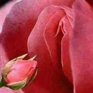 Post 106108
