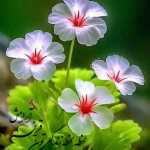 Alim1365