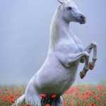 Sobhan76