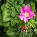 ayrj6038