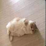 frhdbtb