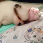 benyamin_kianme