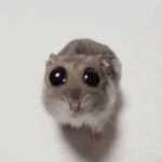 Rezahp
