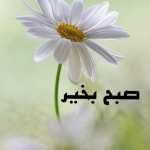 Arashzxc