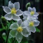 Shahin5709