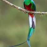 Hossna26126