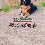 Saeed1234567